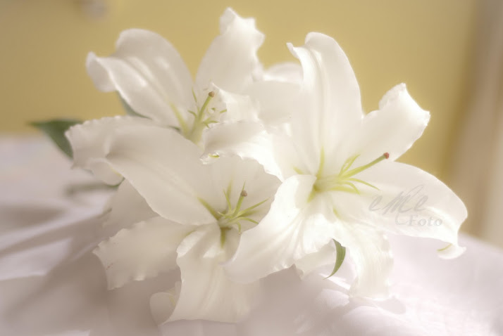 El aromático y bello lilium oriental blanco